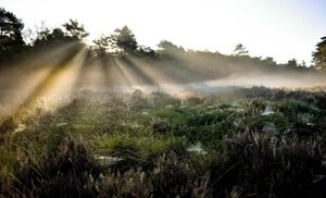 Dauwtrappen Hemelvaart
